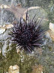 Heliocidaris crassispina
