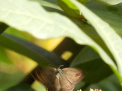 Ypthima horsfieldii humei