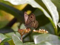 Ypthima horsfieldii humei