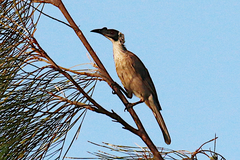Philemon argenticeps