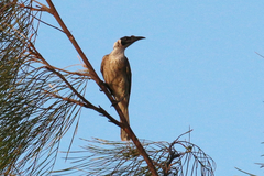 Philemon argenticeps