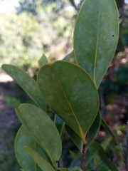 Xylopia