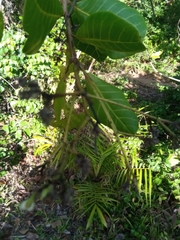 Anacardium occidentale image