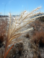 Bothriochloa torreyana