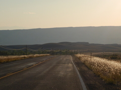Bothriochloa torreyana