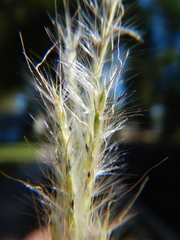 Bothriochloa torreyana