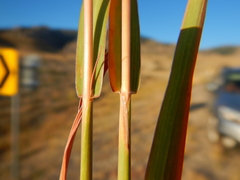 Bothriochloa torreyana