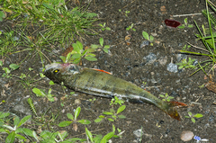 Perca fluviatilis