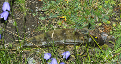 Perca fluviatilis