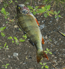 Perca fluviatilis