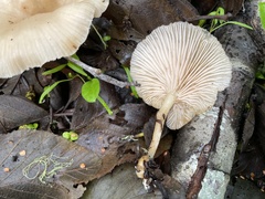Clitocybe salmonilamella