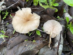 Clitocybe salmonilamella