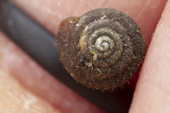 Cryptomastix germana