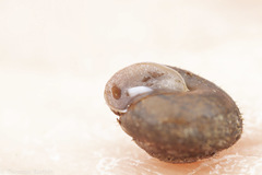 Cryptomastix germana