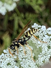 Polistes dominula
