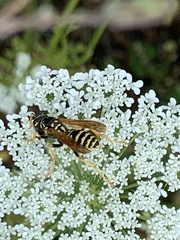 Polistes dominula
