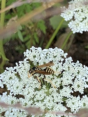 Polistes dominula