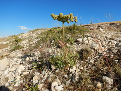 Angelica roseana