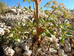 Angelica roseana