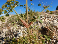 Angelica roseana