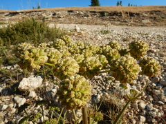 Angelica roseana