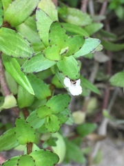Gratiola sexdentata
