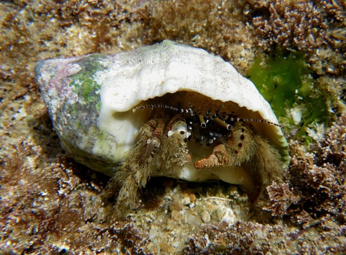 Hairy-legged Hermit Crab (Paguristes sulcatus) · iNaturalist