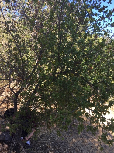 iNaturalist observation photo of Dicots