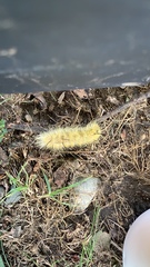 Acronicta americana