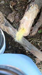 Acronicta americana