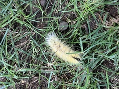 Acronicta americana