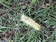 Acronicta americana