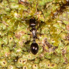 Temnothorax longispinosus
