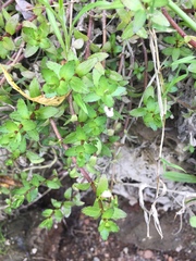 Gratiola sexdentata
