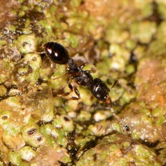 Temnothorax longispinosus