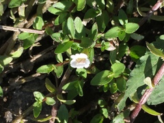 Gratiola sexdentata