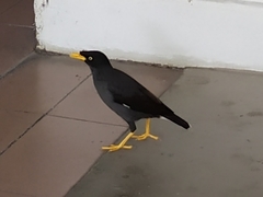 Acridotheres javanicus