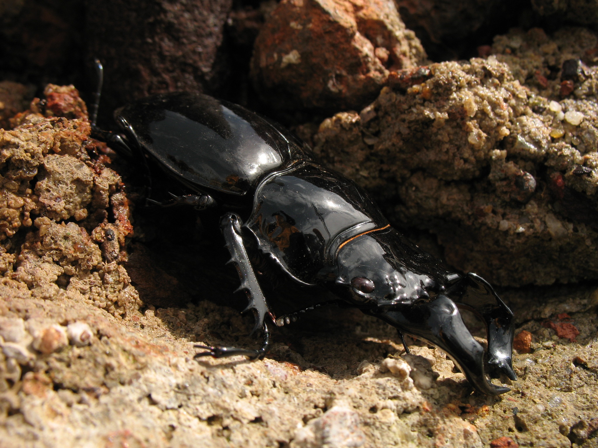 Mesotopus tarandus