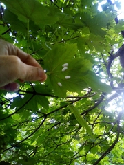 Pulvinaria hydrangeae