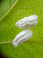 Pulvinaria hydrangeae