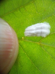 Pulvinaria hydrangeae