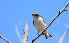 Grantiella picta