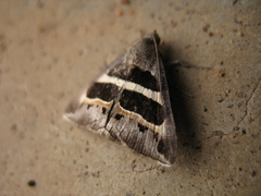Grammodes
