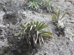 Tillandsia religiosa