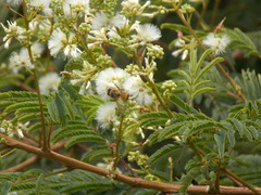 Acaciella