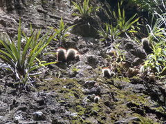 Mammillaria spinosissima