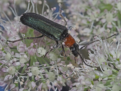 Anogcodes fulvicollis