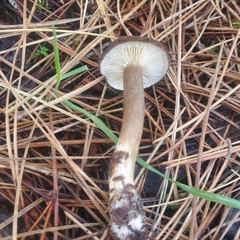 Lactarius fallax concolor