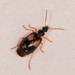 Lebia ornata - Photo (c) Jason M Crockwell, some rights reserved (CC BY-NC-ND), uploaded by Jason M Crockwell