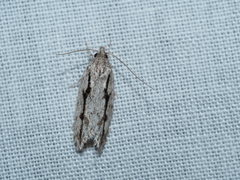 Eulechria xeropterella